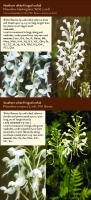 Fringed Orchids in Your Pocket: A Guide to Native Platanthera Species of the Continental United States and Canada (Bur Oak Guide) [1 ed.]
 1587298120, 9781587298127