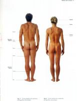 Human Anatomy For Artists