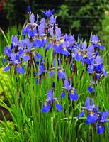 Irises: A Gardener's Encyclopedia [illustrated edition]
 9780881927306, 0881927309