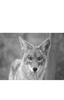 Living with Coyotes: Managing Predators Humanely Using Food Aversion Conditioning
 9780292706323, 0292706324